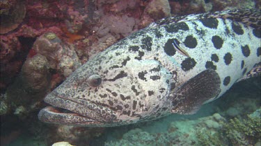 Potato grouper among coral