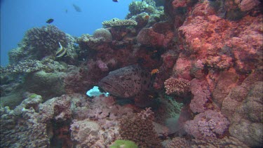 Potato grouper among coral