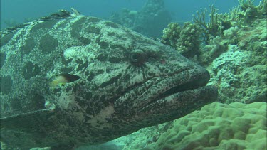Close-up of potato grouper among coral