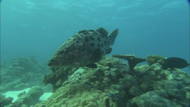 Potato grouper swimming towards camera
