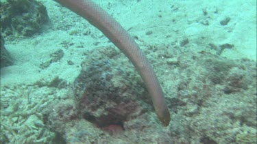 Sea snake swimming among coral