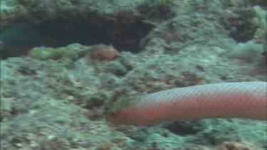 Close-up of sea snake swimming