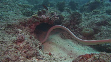 Sea snake swimming among coral