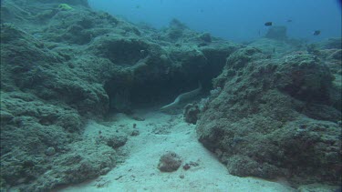 Sea snake swimming among coral