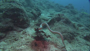 Sea snake swimming among coral