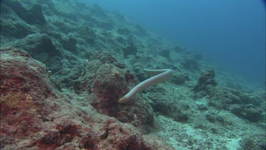 Sea snake swimming among coral