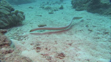 Sea snake swimming among coral