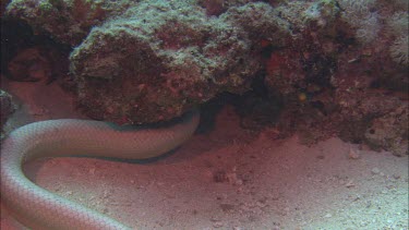 Sea snake swimming among coral