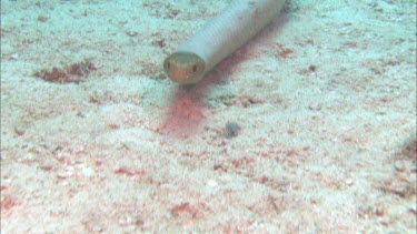 Sea snake swimming along ocean floor