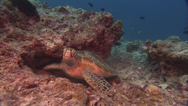 Sea turtles sitting among coral