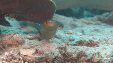 Close-up of sea snake swimming