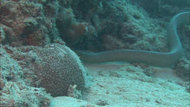 Sea snake swimming among coral