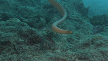 Sea snake swimming among coral