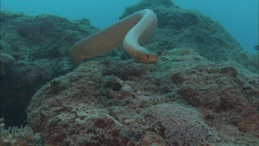 Sea snake swimming among coral