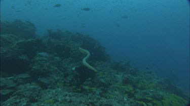 Sea snake swimming among coral