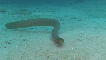 Sea snake swimming along ocean floor