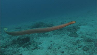 Sea snake swimming along ocean floor