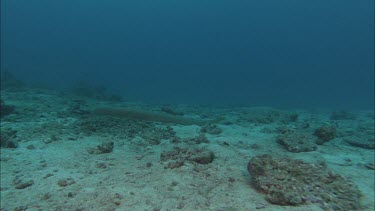 Sea snake swimming along ocean floor