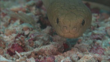 Close-up of Sea snake on ocean floor