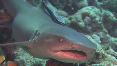 Shark sitting in coral as Remoras clean it
