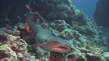Shark sitting in coral as Remoras clean it