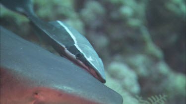 Close-up of Remora cleaning Shark