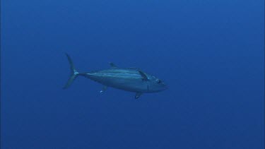 Trevally swimming past camera, another fish joins.