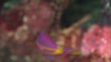 Close up of yellowback anthias.