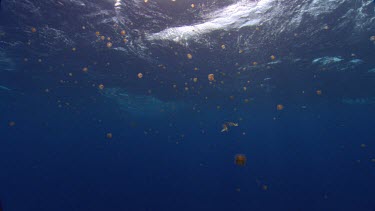 Thimble Jellyfish