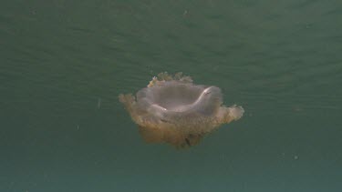 Cassiopeia Jellyfish