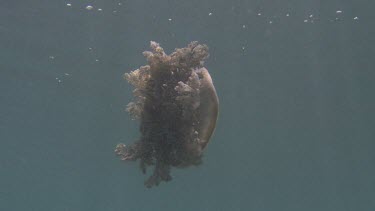 Cassiopeia Jellyfish