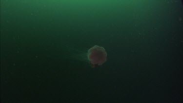 Quillback Rockfish (Sebastes maliger) and Cloud Sponge (Aphrocallistes vastus)