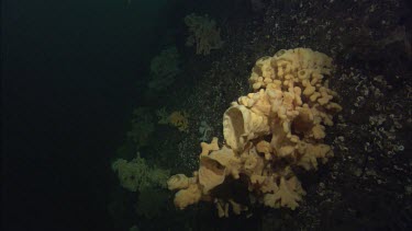 Quillback Rockfish (Sebastes maliger) and Cloud Sponge (Aphrocallistes vastus)