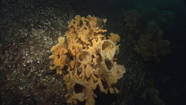 Quillback Rockfish (Sebastes maliger) and Cloud Sponge (Aphrocallistes vastus)