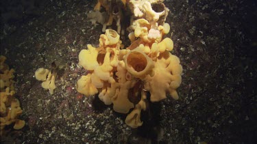 Quillback Rockfish (Sebastes maliger) and Cloud Sponge (Aphrocallistes vastus)