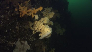 Quillback Rockfish (Sebastes maliger) and Cloud Sponge (Aphrocallistes vastus)