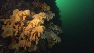 Quillback Rockfish (Sebastes maliger) and Cloud Sponge (Aphrocallistes vastus)