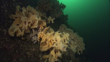 Quillback Rockfish (Sebastes maliger) and Cloud Sponge (Aphrocallistes vastus)