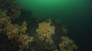 Quillback Rockfish (Sebastes maliger) and Cloud Sponge (Aphrocallistes vastus)