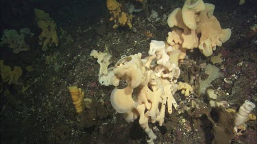 Quillback Rockfish (Sebastes maliger) and Cloud Sponge (Aphrocallistes vastus)