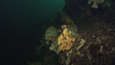 Quillback Rockfish (Sebastes maliger) and Cloud Sponge (Aphrocallistes vastus)