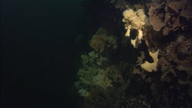 Quillback Rockfish (Sebastes maliger) and Cloud Sponge (Aphrocallistes vastus)