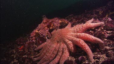 Sunflower sea star (Pycnopodia helianthoides) and Puget Sound King crab, Lopholithodes mandtii