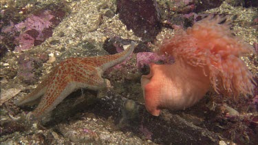 Hunting sea star. Seastar tries to hunt anemone. Anemone moves away. Sequence