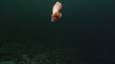 Anemone floating