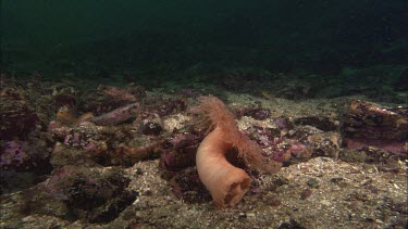 Anemone floating