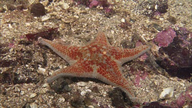 Hunting sea star