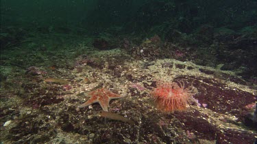 Hunting sea star. Seastar tries to hunt anemone. Anemone moves away. Sequence