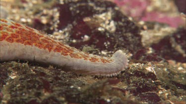 Hunting sea star. Seastar tries to hunt anemone. Anemone moves away. Sequence