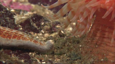 Hunting sea star. Seastar tries to hunt anemone. Anemone moves away. Sequence